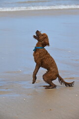 Irish doodle jumping for treat on beach