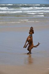 Irish doodle dog jumping to catch treats at beach