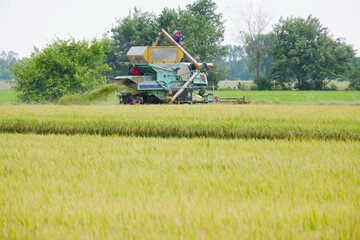 Farmers are harvesting rice in the fields.