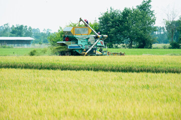 Rice harvester in the rice fields.