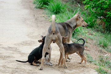 A cute puppy is drinking milk at the mother dog.
