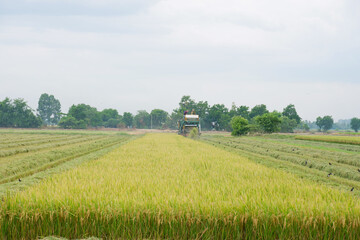 Farmers are harvesting rice in the fields.