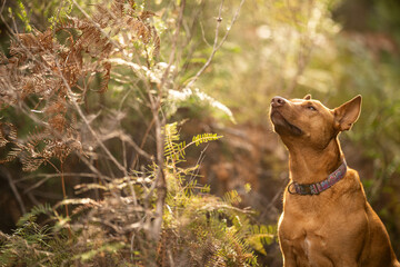 beautiful kelpie in the bush in australia. tan dog
