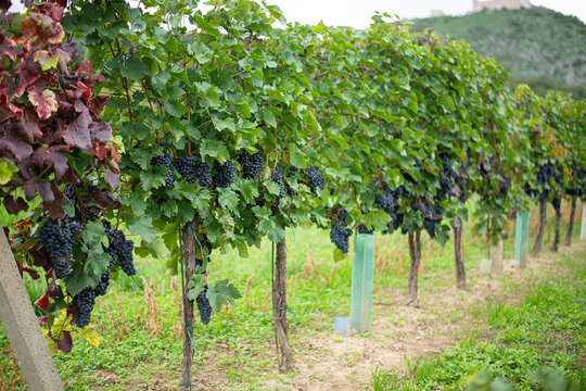 old authentic vineyard with ripe grapes in harvest season