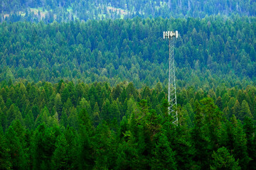 Cell or Mobile Phone Communication Tower in Pine Forest Wilderness