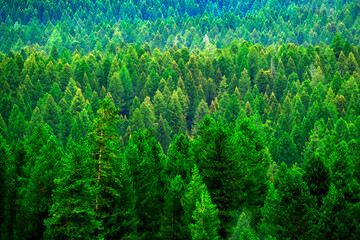 Fototapeta na wymiar Lush Green Pine Forest in Wilderness Growth