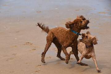 Cockapoo and Irish doodle playing on beach