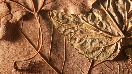 Rolgordijnen Panoramic background of natural autumn foliage of fallen leaves. Autumn landscape with seasonal colors. Autumn leaves with copy space. © Pixel_Studio_8