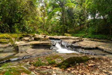 Naklejka na ściany i meble Virgin jungle, humid forest with a river of clean water.
