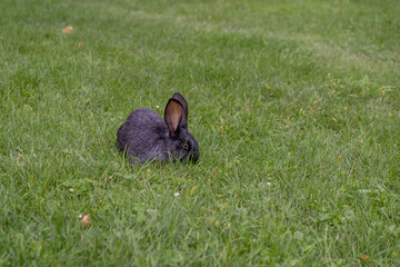 Black rabbit on green grass eat grass. Rabbit with big ears walking in the garden on the lawn....