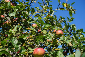 Apfelbaum mit roten Äpfeln vor blauem Himmel bei Sonne am Morgen im Spätsommer