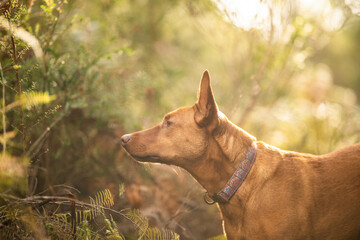 beautiful kelpie in the bush in australia. tan dog