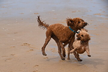 Cockapoo and Irish doodle playing on beach