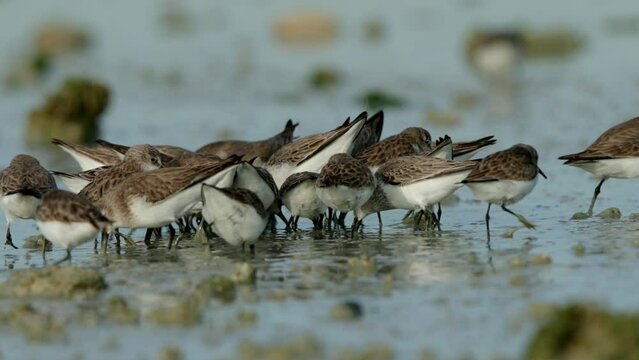 Dunlin feeding at Busaiteen beach