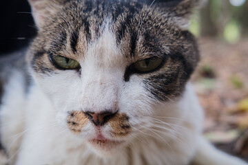 不満そうな表情の猫