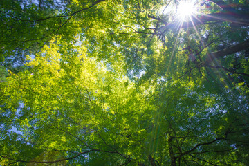 福井 夏の永平寺を彩る美しいもみじと太陽の光