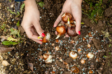 hands holding daffodil bulbs before planting in the ground