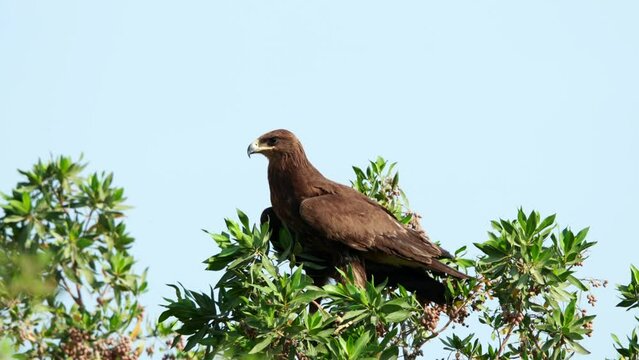 Greater spotted eagle perched on tree