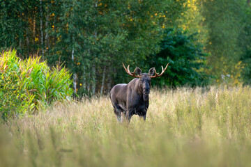 Moose in the forest