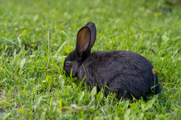 Black rabbit on green grass eat grass. Rabbit with big ears walking in the garden on the lawn. There is a free space for texter in the photo.
