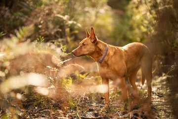 beautiful kelpie in the bush in australia. tan dog