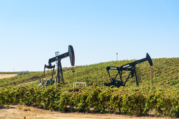 Pumpjacks extracting petroleum in a vineyard in California on a clear autumn day