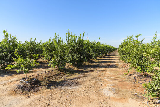 Rows of citrus plants under blue sky in autumn