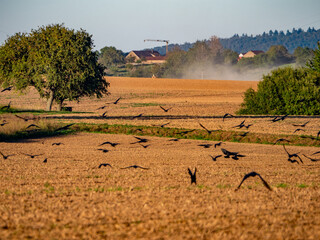 Krähen suchen Saatgut auf dem Feld