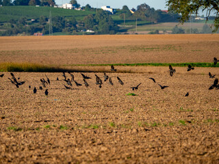 Krähen suchen Saatgut auf dem Feld