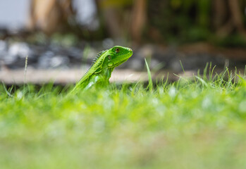Ground level perspective of an exotic Green Iguana crawling in the grass 
