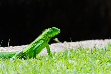 An exotic Green Iguana crawling in the grass 
