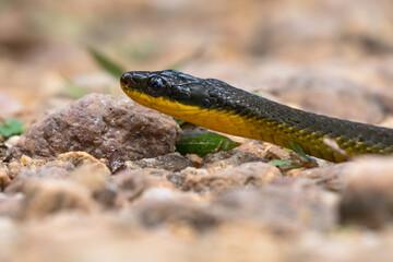 Closeup head shot of a Brown Vine Snake at eye level on a gravel road