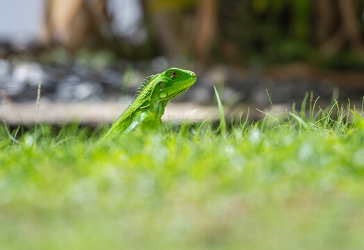 Ground level perspective of an exotic Green Iguana crawling in the grass 