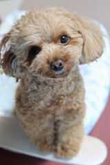 微笑むトイ・プードル