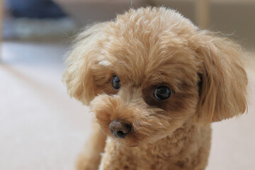 微笑むトイ・プードル