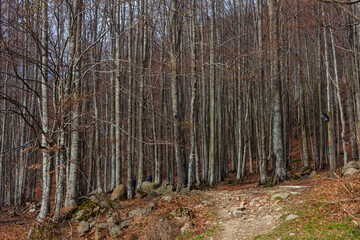 Landscape of Tuscan Emilian Apennines In Ventasso, Italy