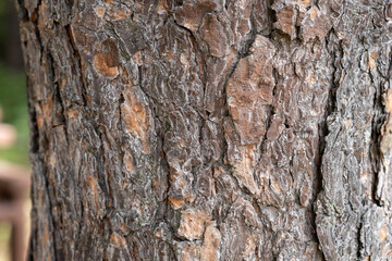A close-up photo of a tree trunk. There is a forest in the background, and free space for text. The bark of the trunk is infected with pests. Bark destroyed by the weather. 