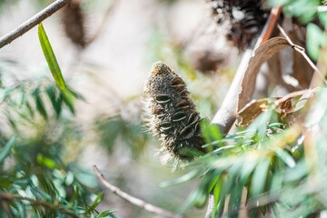 open banksia seed pod in australia