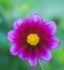 Obraz premium angiosperms, asteraceae, asterales, asterids, asteroideae, autumn, belgium, bloom, blooming, blossom, botanic, botanical, botany, bushy, color, compositae, coreopsideae, dahlia, dahlias, dicotyledonou