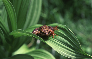Alpine frog or mountain frog (Rana temporaria) Rana temporaria