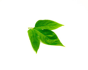 Passion fruit leaf with 3 lobes, upper surface in dark green, smooth, and glossy growing in alternate pattern and have serrated, toothed edges isolated on white background