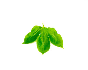 Young passion fruit leaf with 3 lobes, upper surface in dark green, smooth, and glossy growing in alternate pattern and have serrated, toothed edges isolated on white background