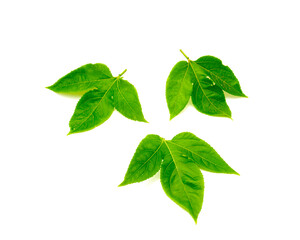 Three passion fruit leaves with 3 lobes, upper surface in dark green, smooth, and glossy growing in alternate pattern and have serrated, toothed edges isolated white background