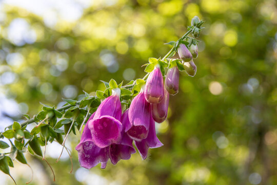 Fleurs de digitale