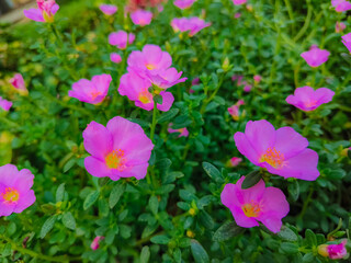 Fototapeta premium beautiful night roses seem to grow at dawn around the housing