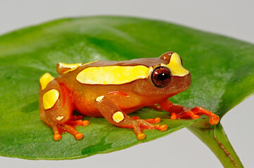 Surinam-Clownfrosch // Beireis' treefrog (Dendropsophus leucophyllatus) 