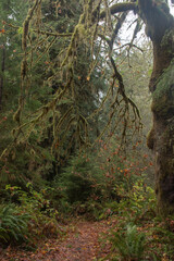 Tranquil Path Through Olympic National Forest