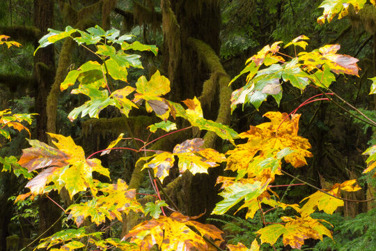 Autumn Serenity in Olympic National Forest