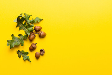 Branch with green oak tree leaves and acorns on colored background, close up top view