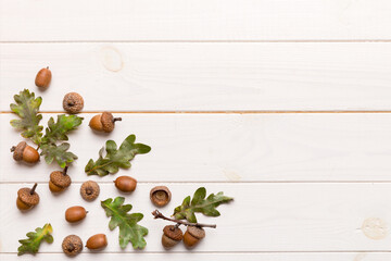 Branch with green oak tree leaves and acorns on colored background, close up top view